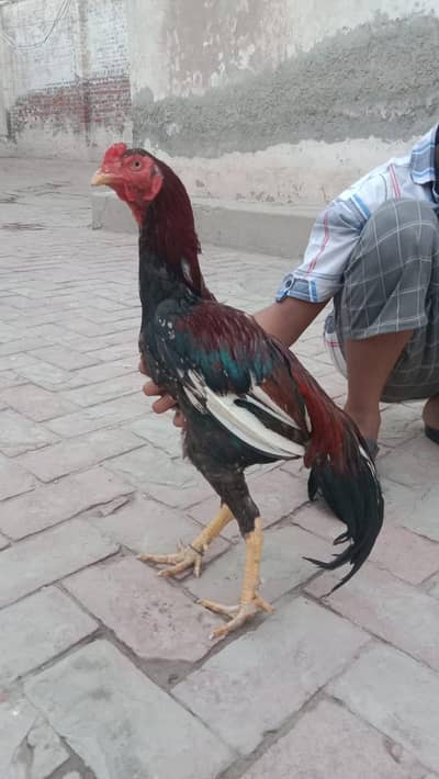 aseel murgha n hens