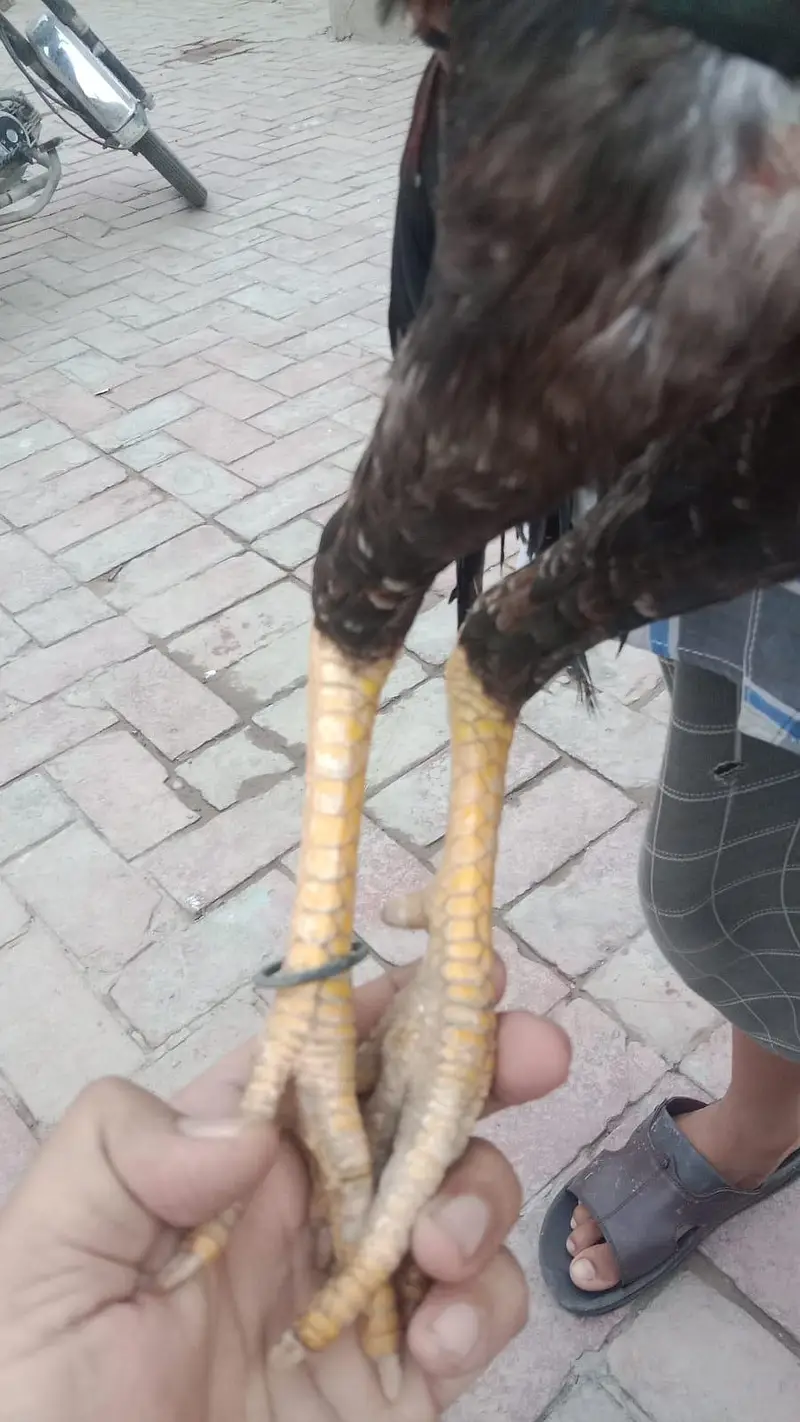 aseel murgha n hens — photo 2