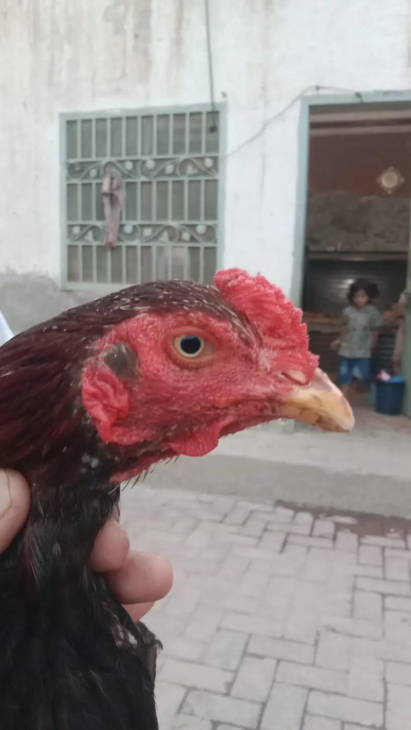 aseel murgha n hens — photo 3