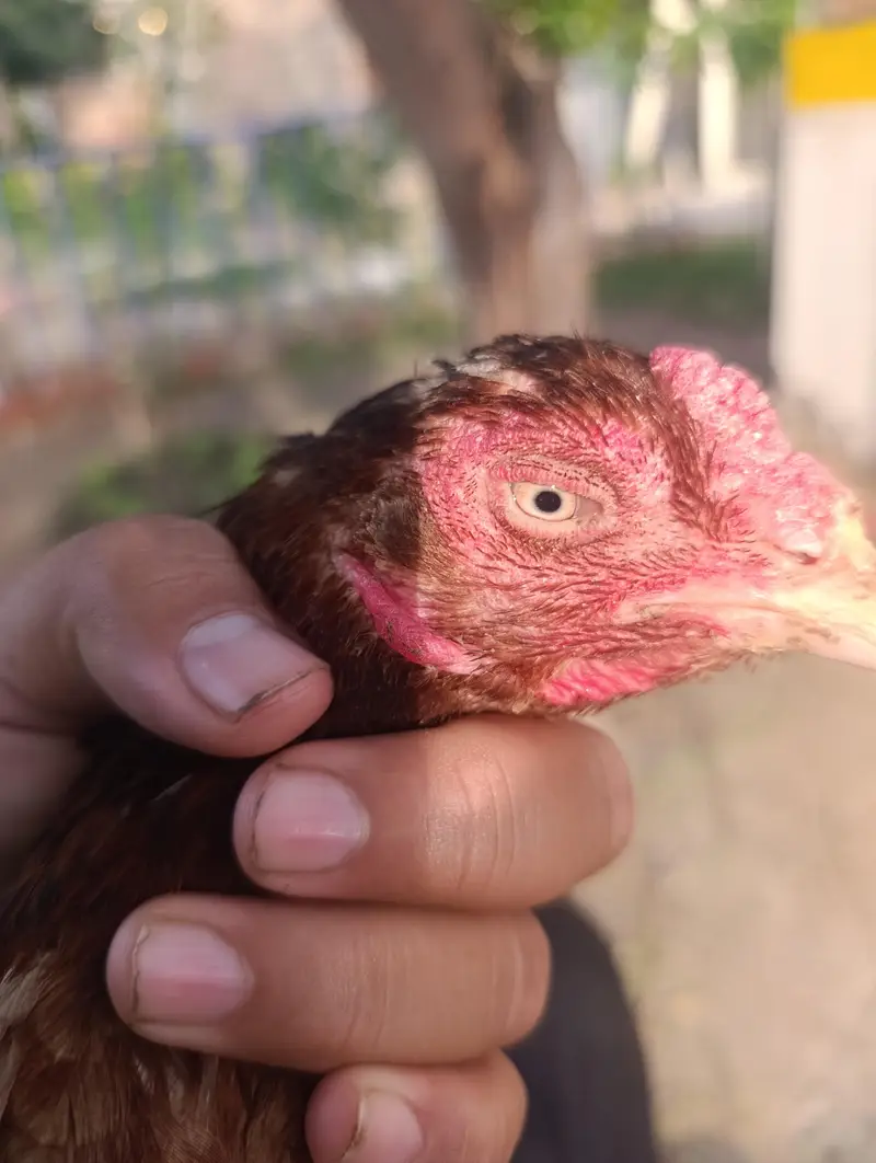 aseel murgha n hens — photo 4
