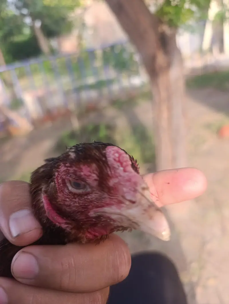 aseel murgha n hens — photo 5