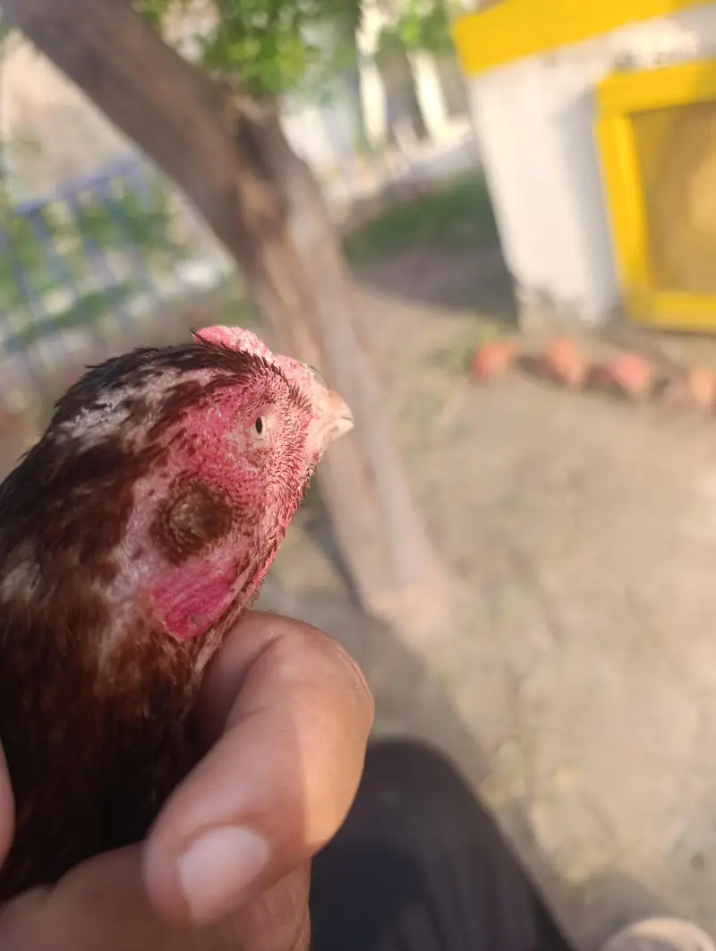 aseel murgha n hens — photo 7