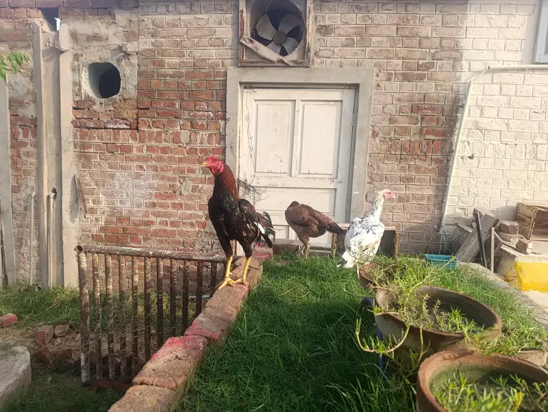 aseel murgha n hens — photo 8