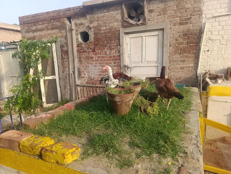 aseel murgha n hens — photo 9