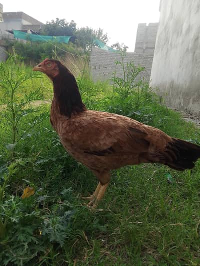 Aseel Murgi