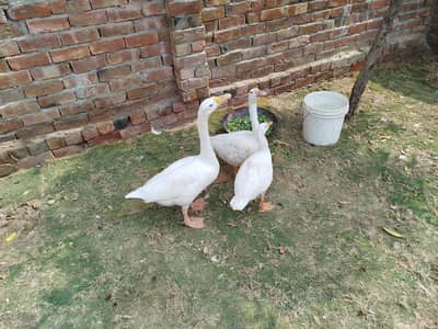 ducks pair and chick