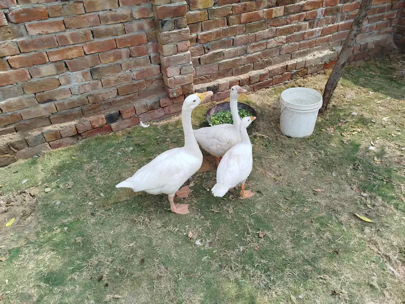 ducks pair and chick — photo 2