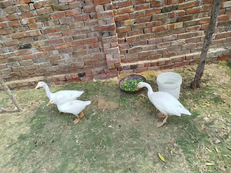ducks pair and chick — photo 3