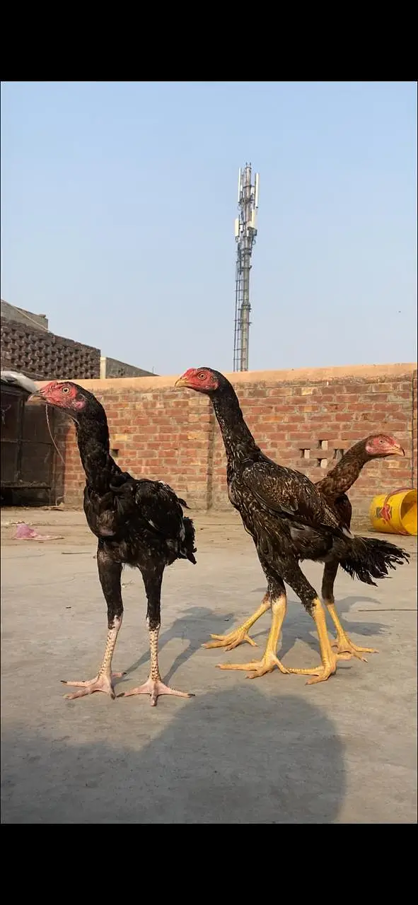 aseel patha — photo 2
