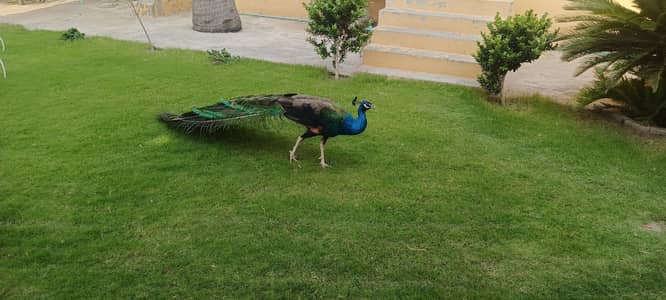 peacocks