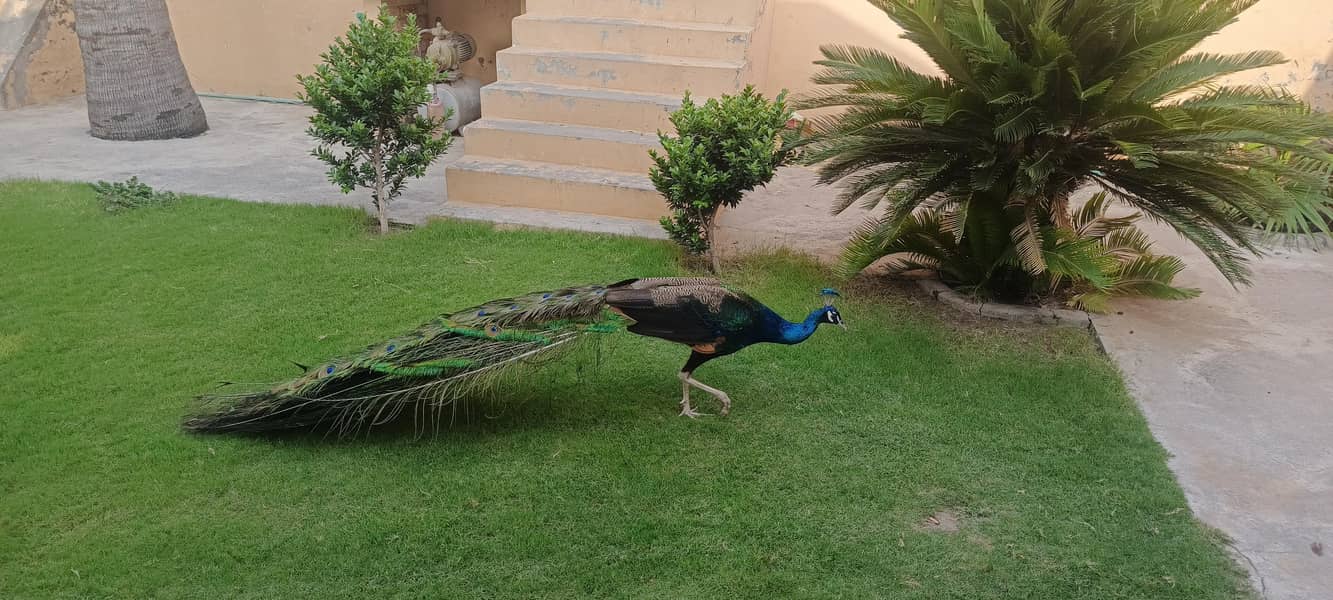 peacocks 1