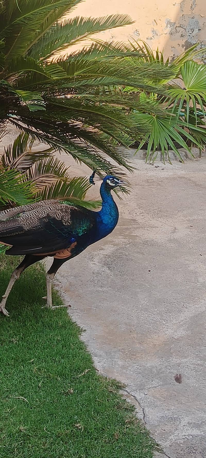 peacocks 2