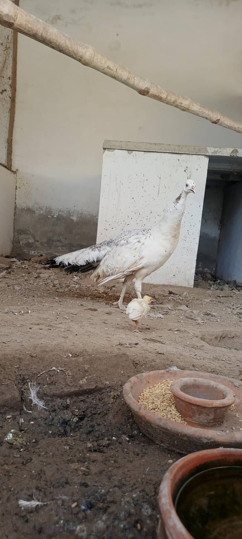 peacocks 4