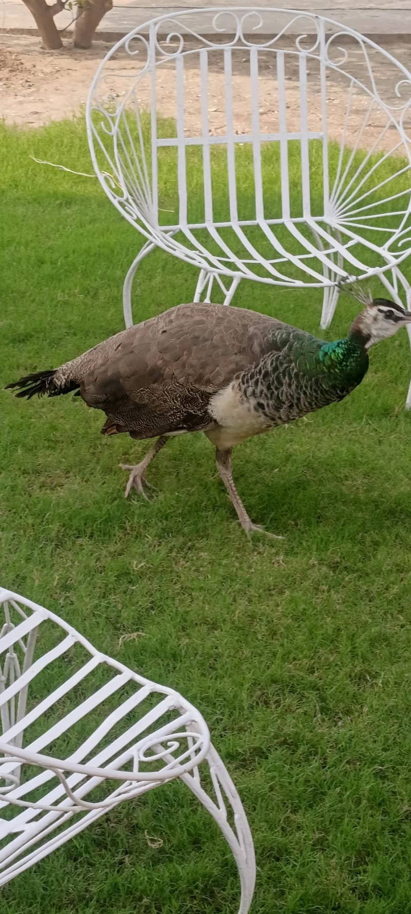 peacocks 5