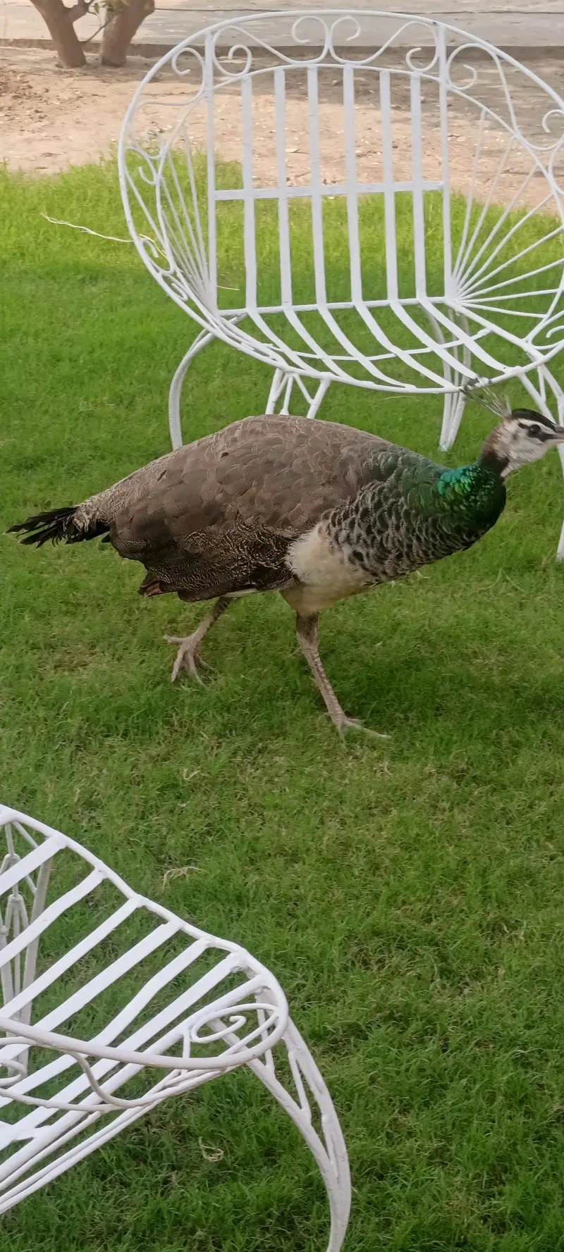 peacocks — photo 6