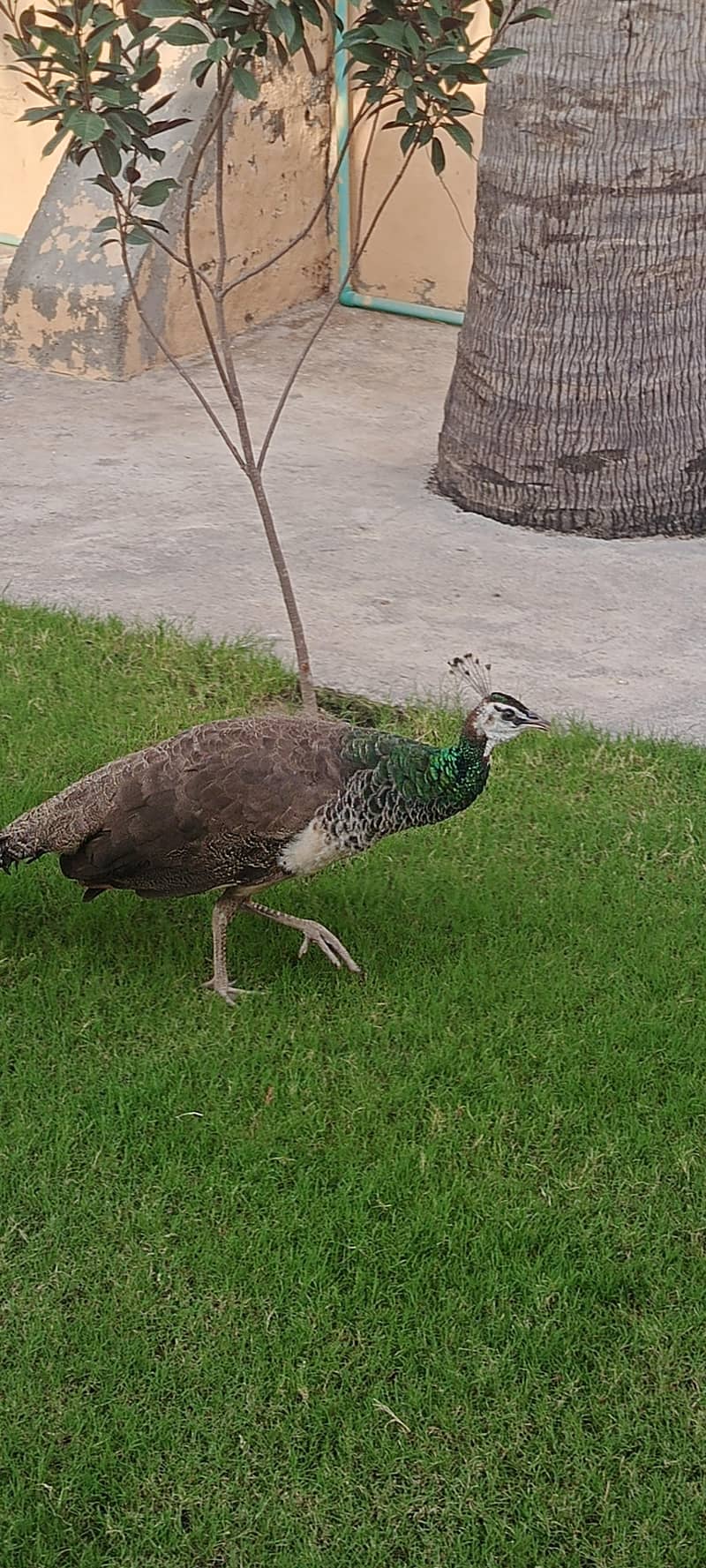 peacocks 6