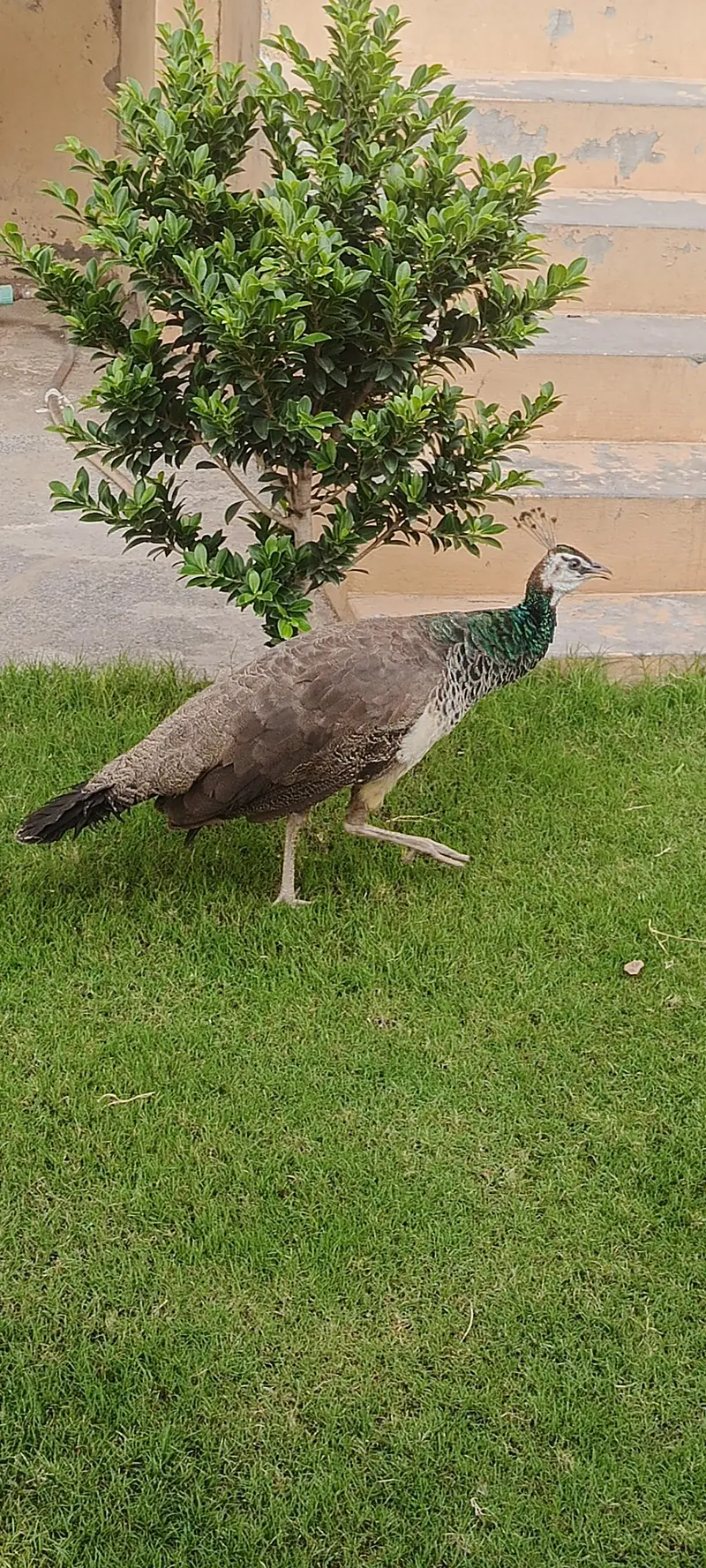 peacocks — photo 8