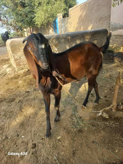 bakra for sale . .