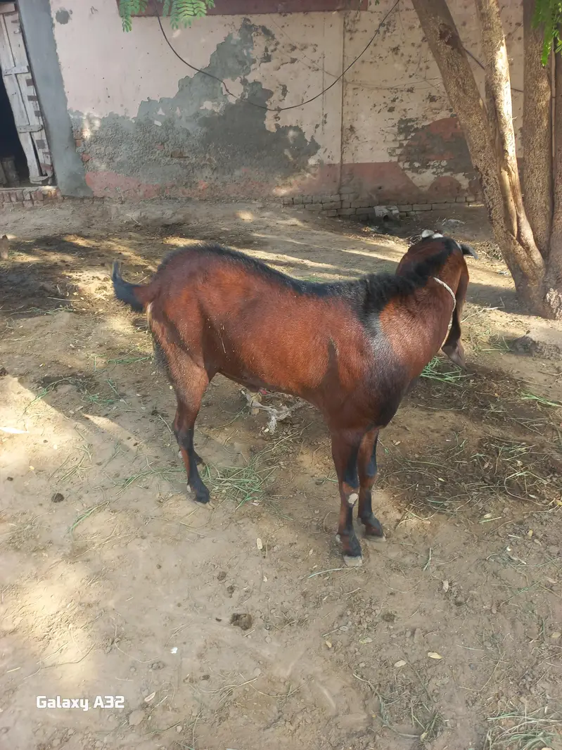 bakra for sale . . — photo 2