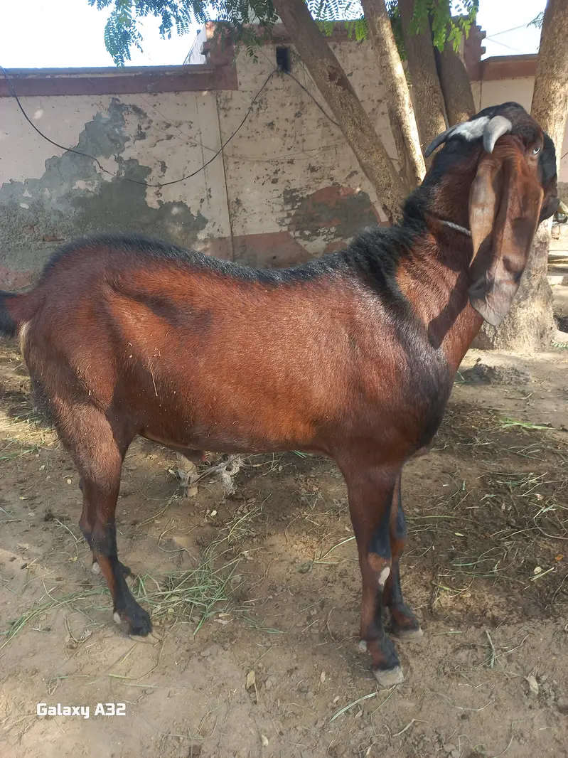 bakra for sale . . — photo 3