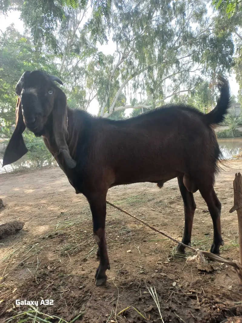 bakra for sale . . — photo 4