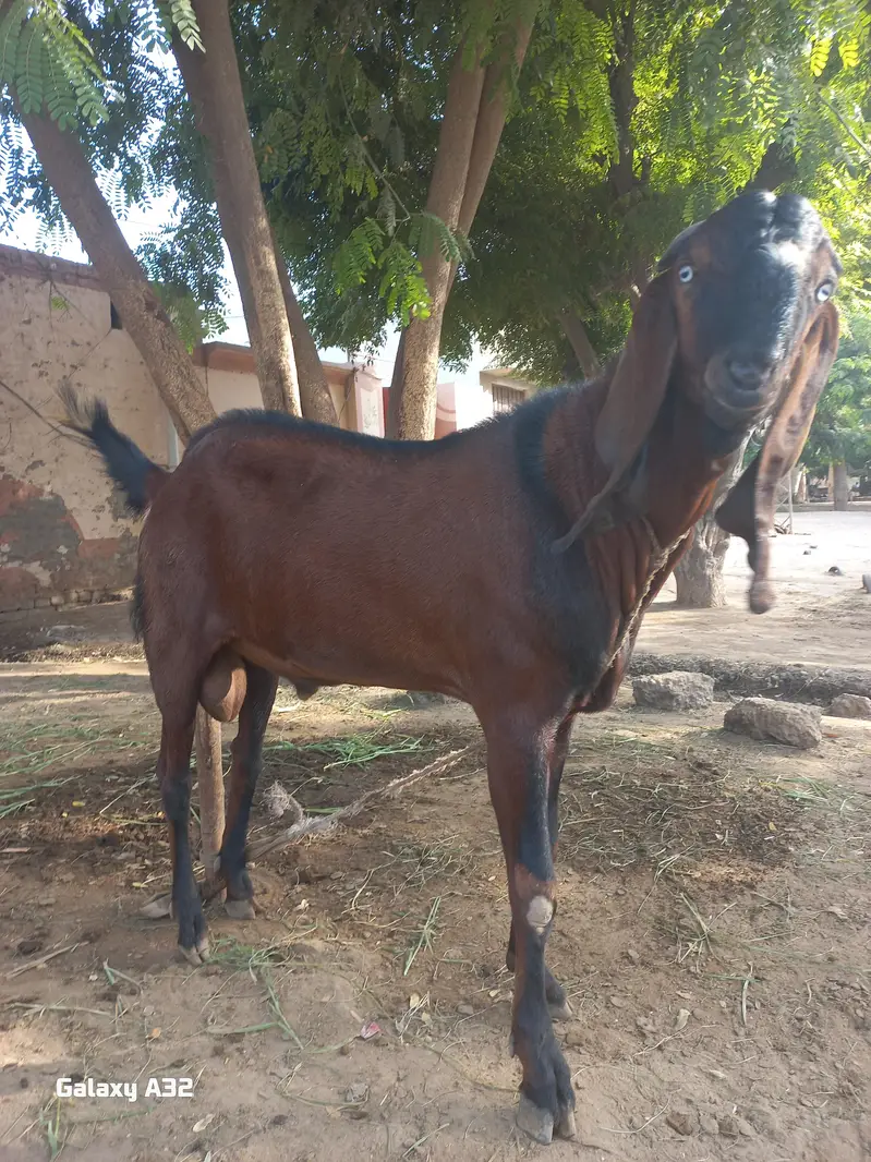bakra for sale . . — photo 5