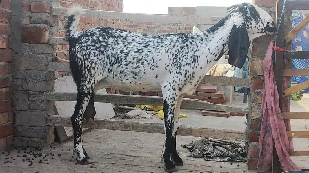 nazd ghla mndi vehari rod multan — photo 3