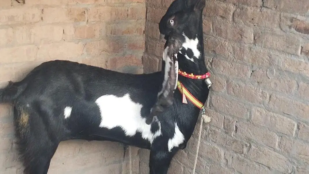 nazd ghla mndi vehari rod multan — photo 4
