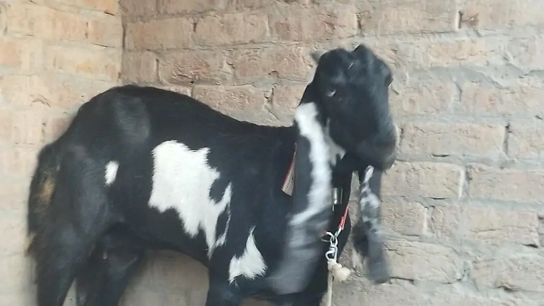 nazd ghla mndi vehari rod multan — photo 5