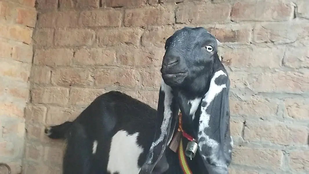 nazd ghla mndi vehari rod multan — photo 6