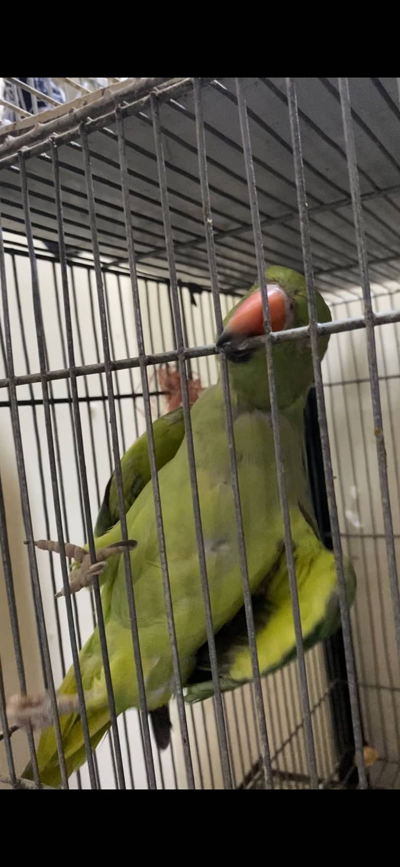 Ringneck 0