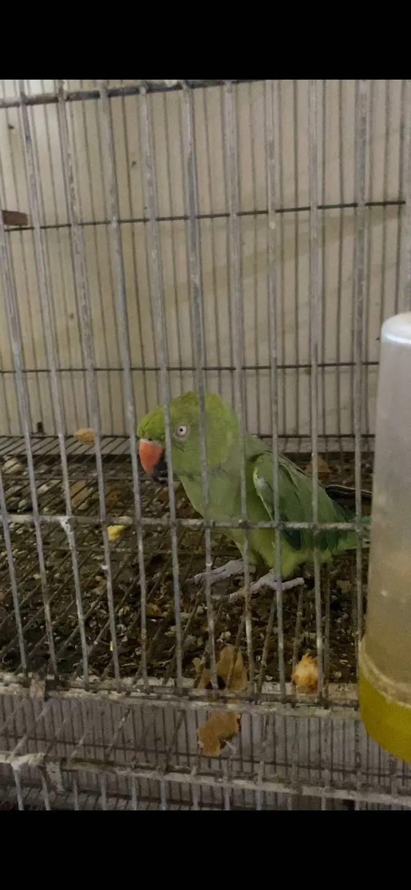 Ringneck — photo 2