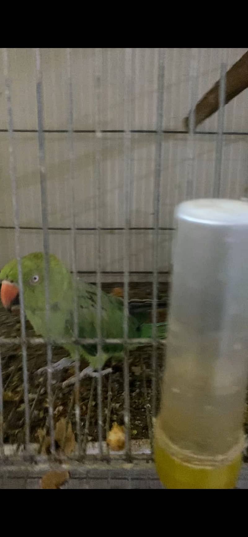 Ringneck 2