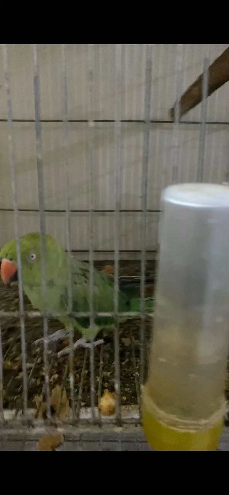 Ringneck — photo 3