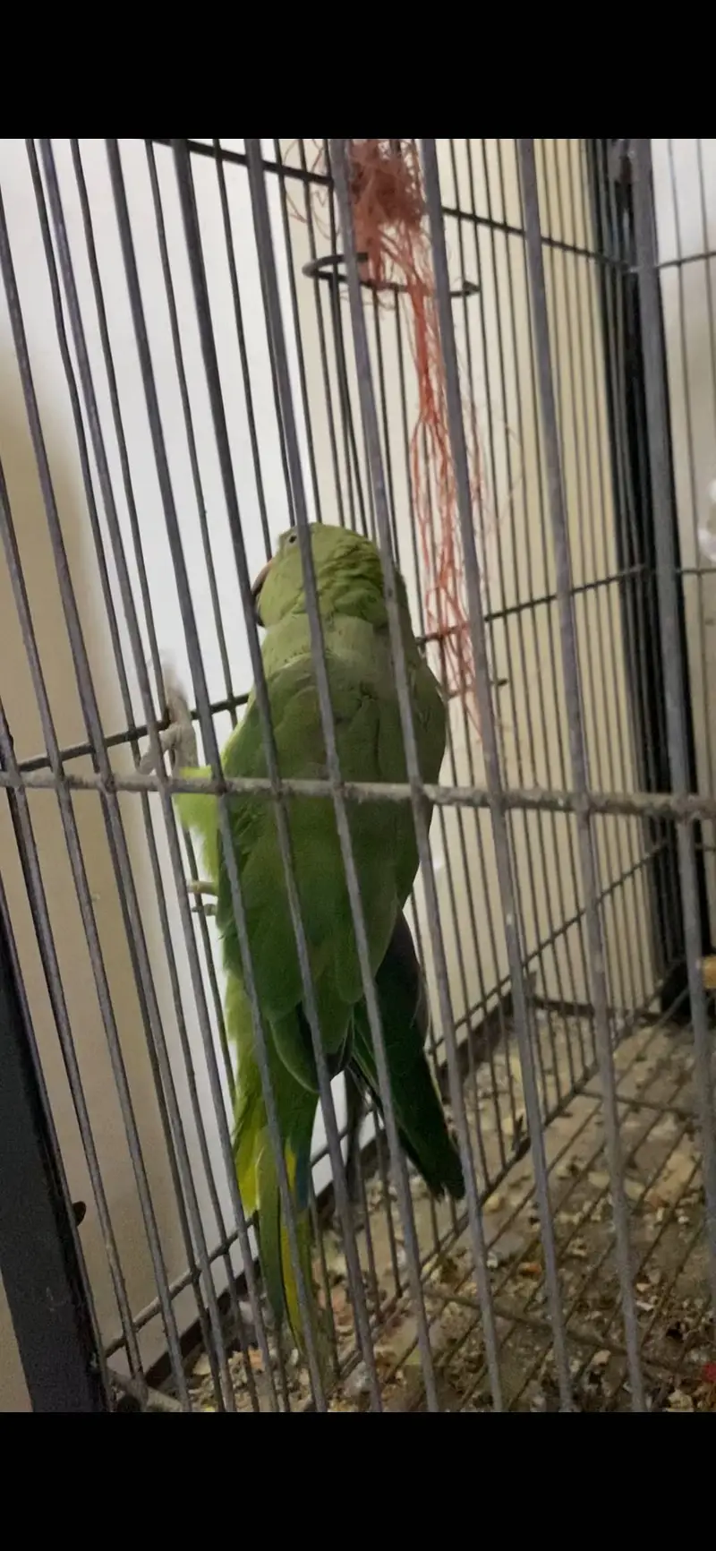 Ringneck — photo 4