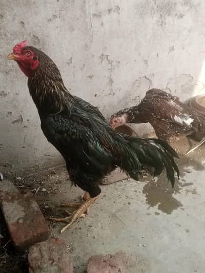 Ladaku Aseel Murga aur Murghi Sale Ke Liye