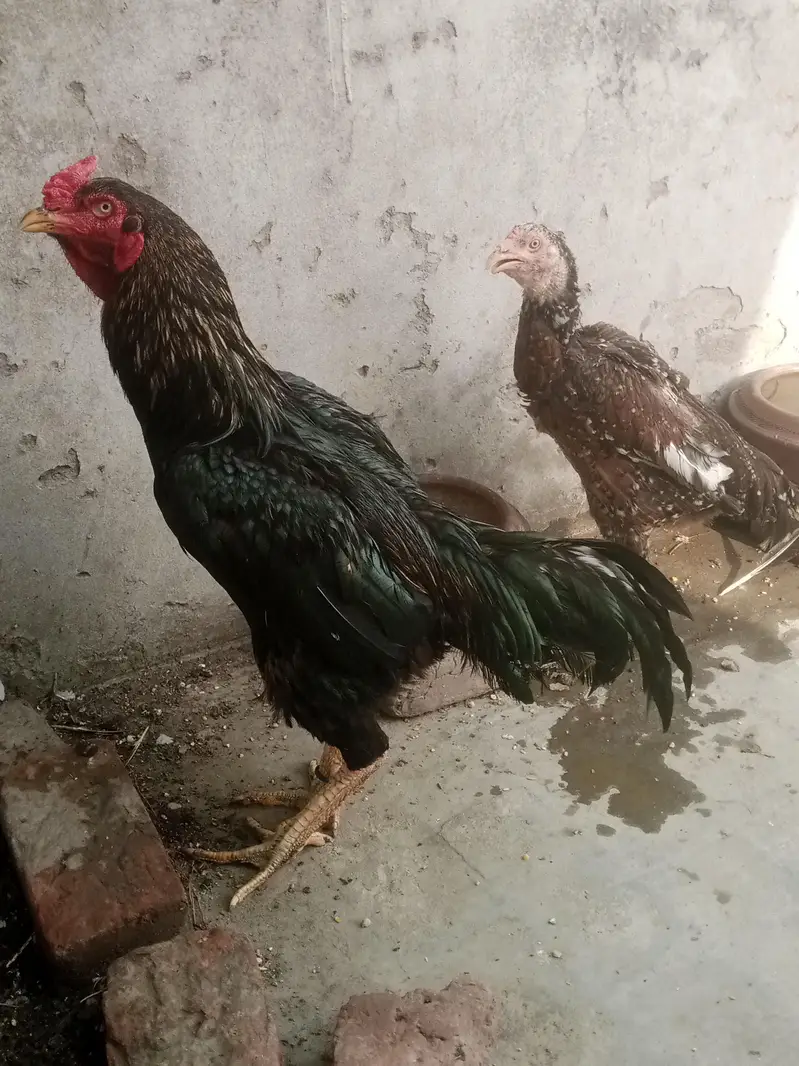 Ladaku Aseel Murga aur Murghi Sale Ke Liye — photo 2