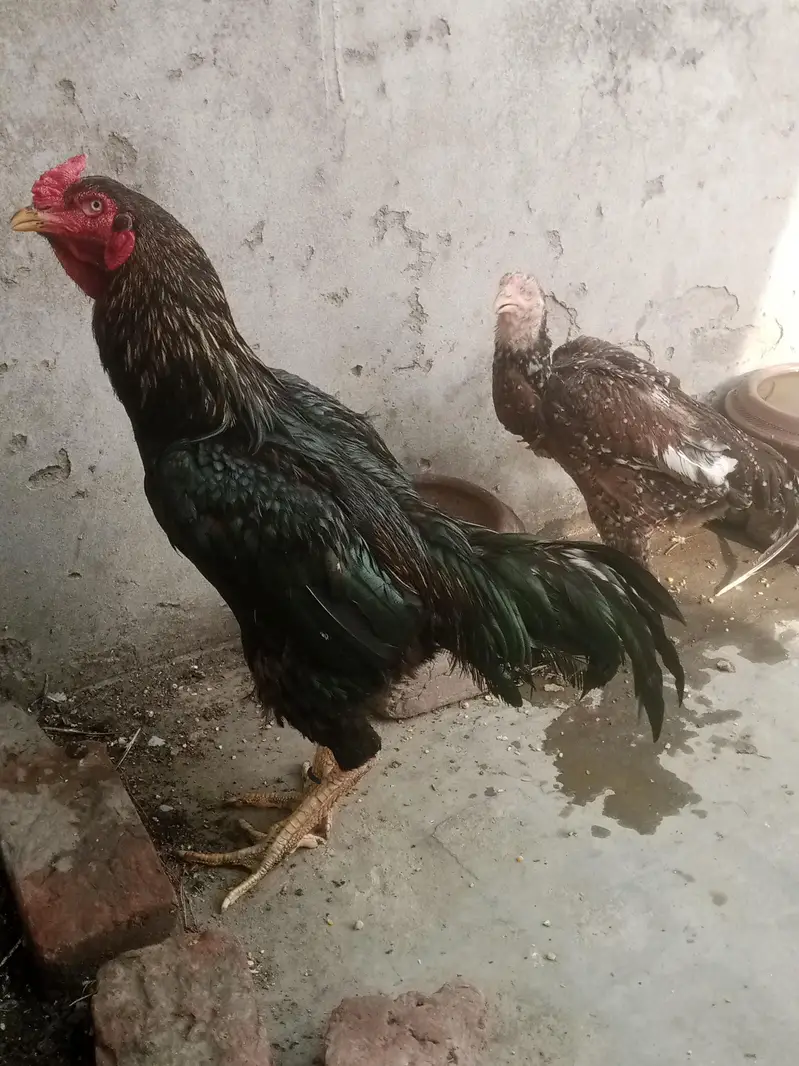 Ladaku Aseel Murga aur Murghi Sale Ke Liye — photo 3