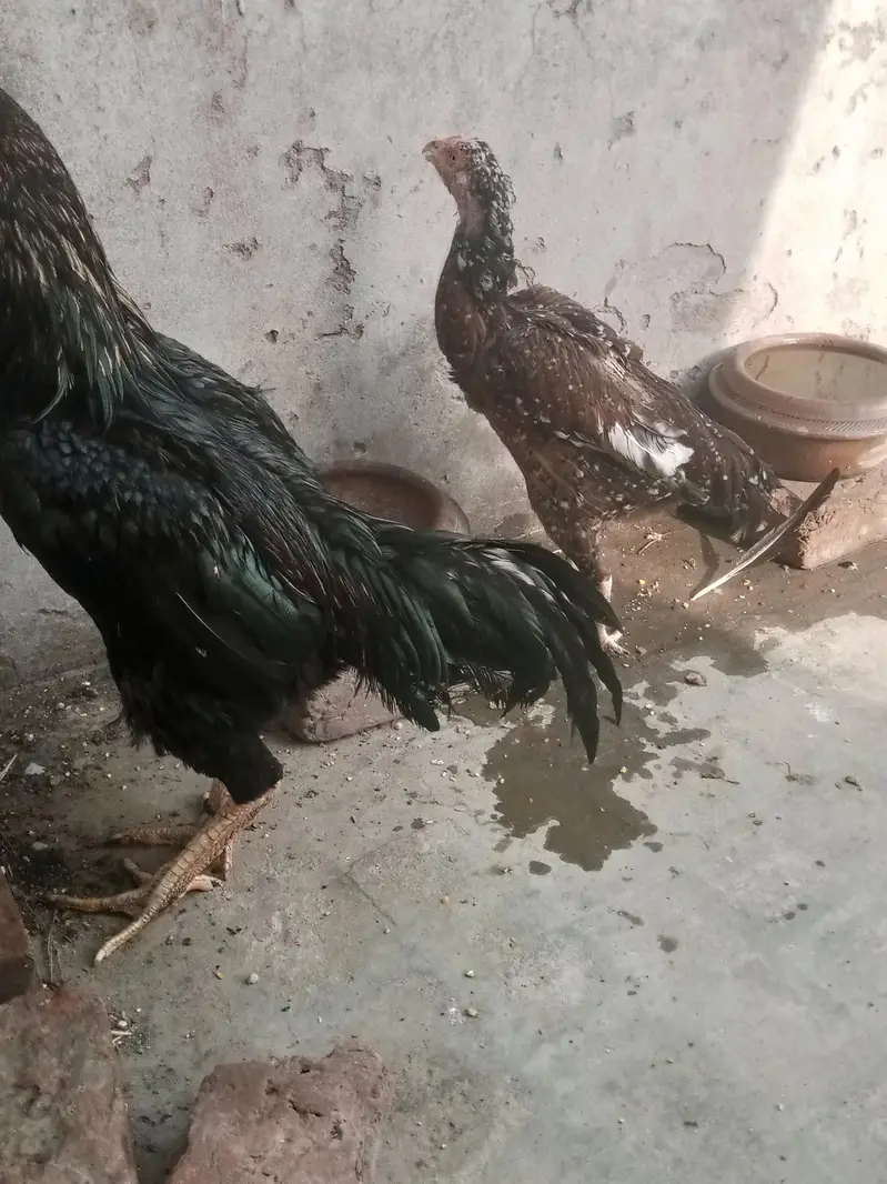Ladaku Aseel Murga aur Murghi Sale Ke Liye — photo 4