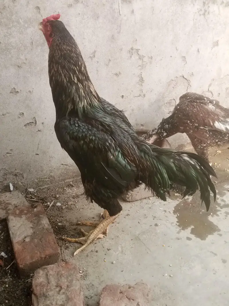 Ladaku Aseel Murga aur Murghi Sale Ke Liye — photo 5