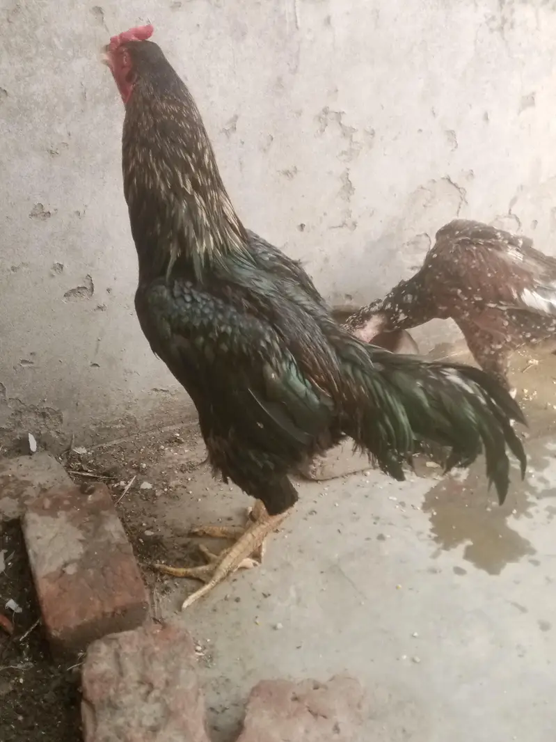 Ladaku Aseel Murga aur Murghi Sale Ke Liye — photo 6