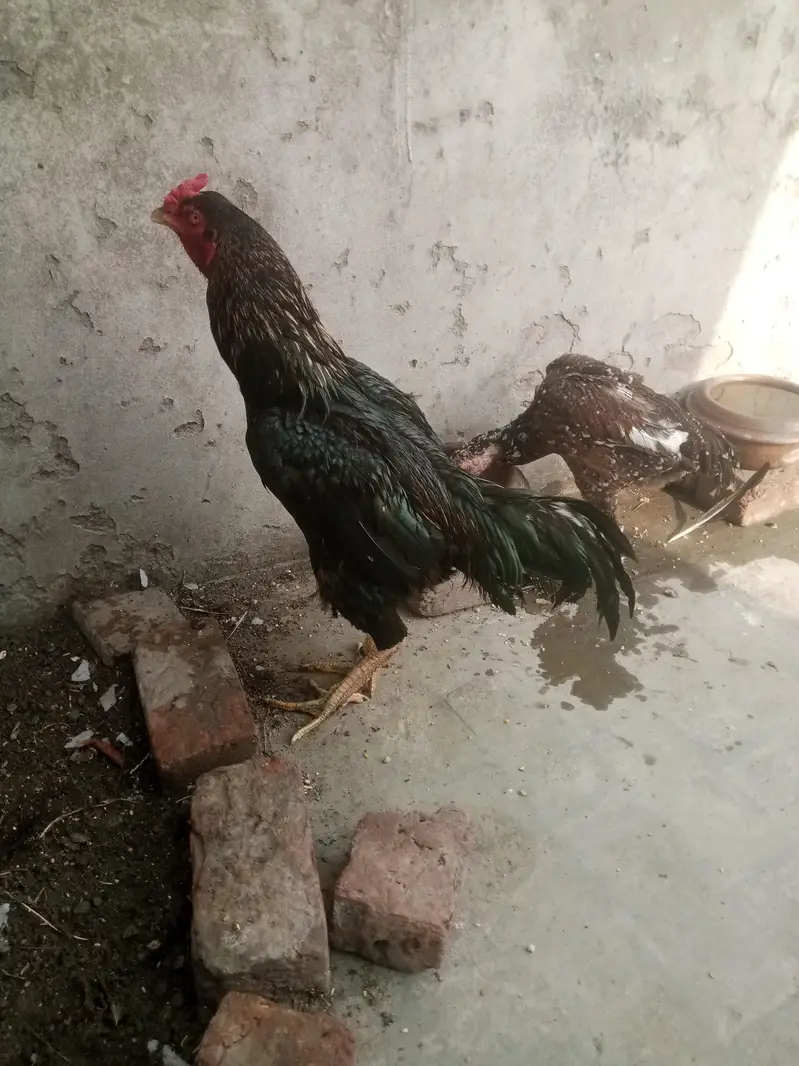 Ladaku Aseel Murga aur Murghi Sale Ke Liye — photo 7