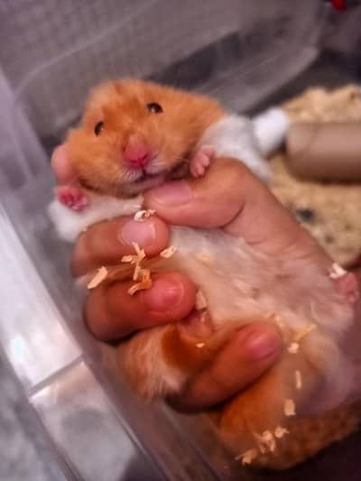 Male Hamster