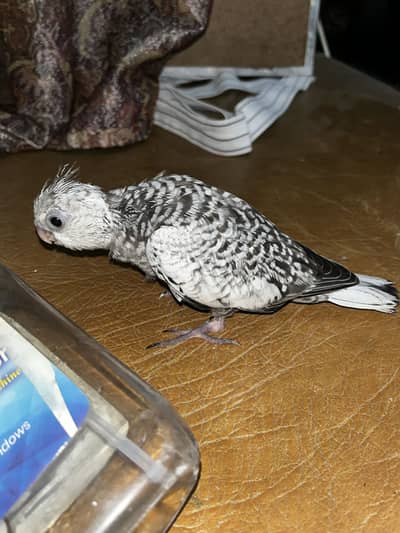 Cockatiel hand tamed chicks silver pied