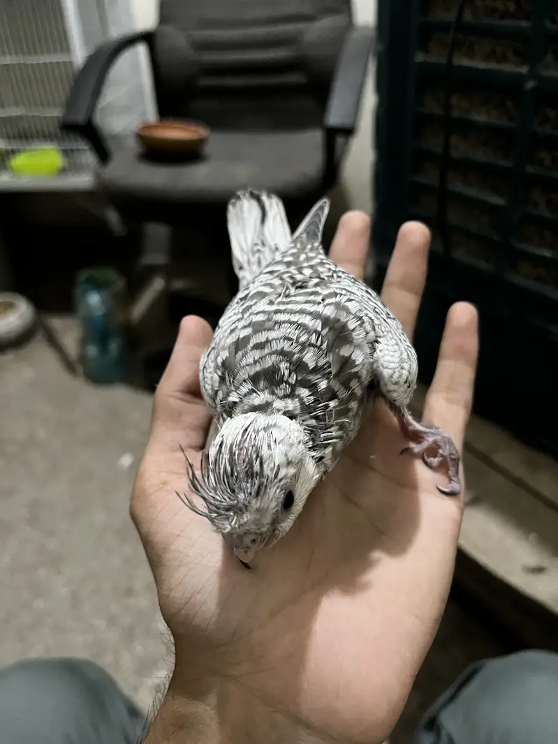 Cockatiel hand tamed chicks silver pied — photo 2