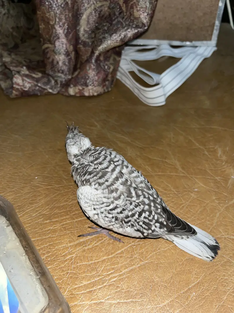 Cockatiel hand tamed chicks silver pied — photo 4