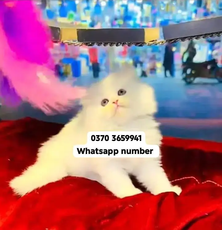 ( Persian Female Kitten ) For sale Contact WhatsApp — photo 2