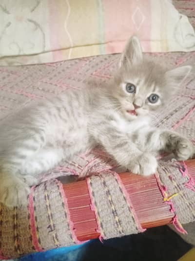 Persian Triple Coated Kittens for sale female Bili