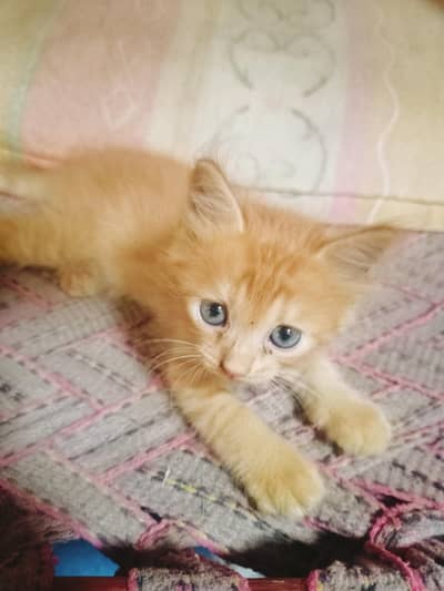 Persian Triple Coated Kittens for sale female Bili