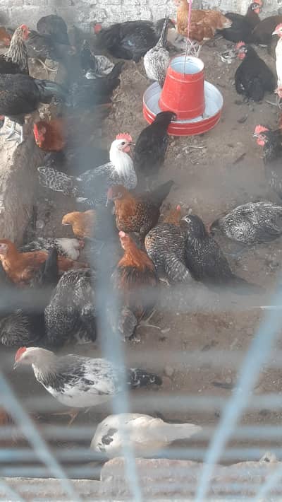 golden desi pathy pathiyan healthy and active  1000Rs kilo final rate
